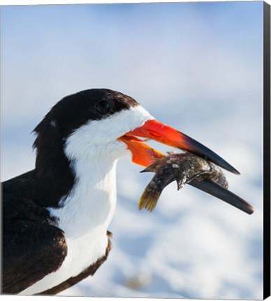 Framed Black Skimmer With Food, Gulf Of Mexico, Florida Print