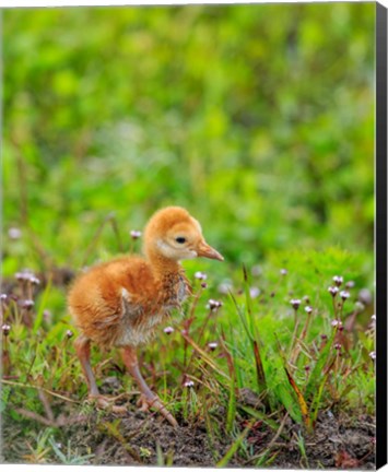 Framed Sandhill Crane Colt Out Foraging, Florida Print