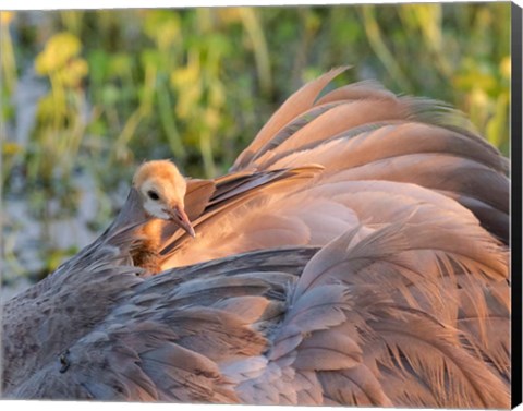 Framed Sandhill Crane On Nest With Baby On Back, Florida Print