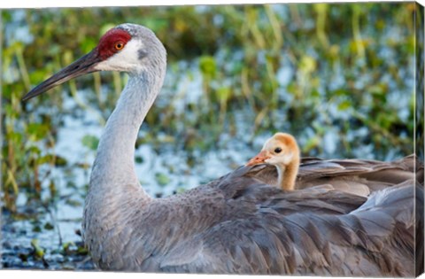 Framed Baby Sandhill Crane On Mother&#39;s Back, Florida Print