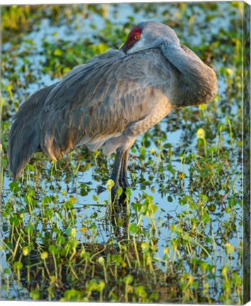 Framed Sandhill Crane Resting, Grus Canadensis, Florida Print