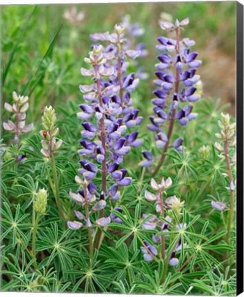 Framed Tailcup Lupine, New Mexico Print