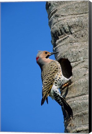 Framed Northern Flicker At Nest Cavity, Florida Print