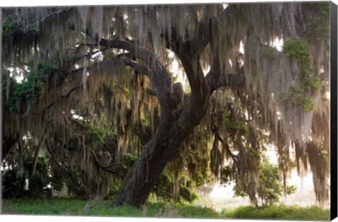 Framed Morning Light Illuminating The Moss Covered Oak Trees, Florida Print