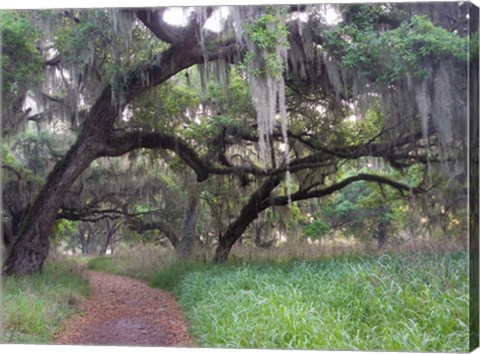 Framed Trail Beneath Moss Covered Oak Trees, Florida Florida Print