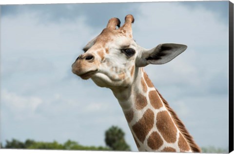 Framed Close-Up Of Giraffe Against A Cloudy Sky Print