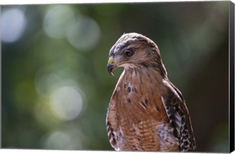 Framed Portrait Of A Perched Hawk Print