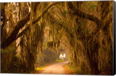 Framed Savannah Wildlife Refuge, Georgia Print