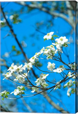 Framed Flowering Dogwood, Savannah, Georgia Print