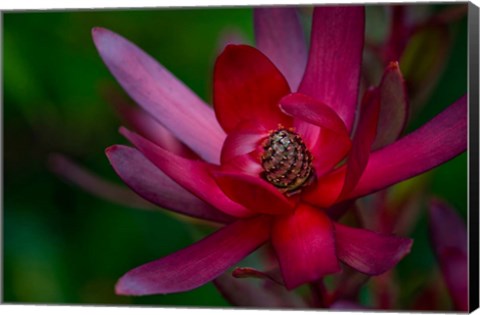 Framed Hawaiian Wildflower Protea Print