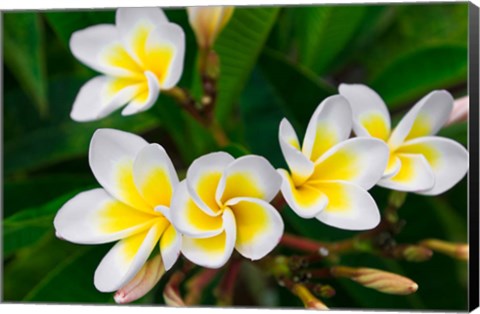 Framed Plumeria Flowers, Island Of Kauai, Hawaii Print