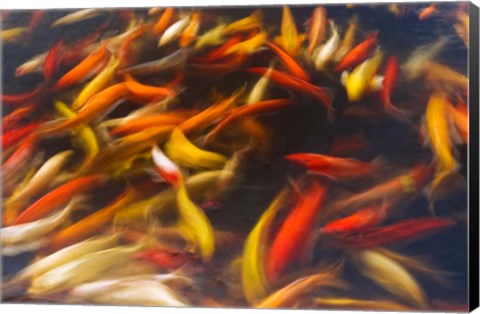 Framed Koi Pond, Island Of Kauai, Hawaii Print