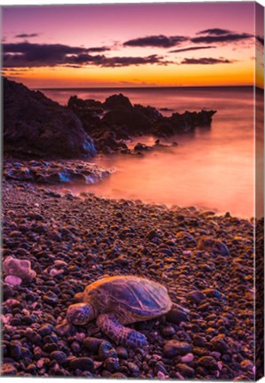 Framed Hawaiian Green Sea Turtle On A Lava Beach At Sunset, Hawaii Print