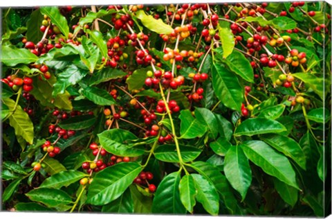 Framed Red Kona Coffee Cherries, Hawaii Print