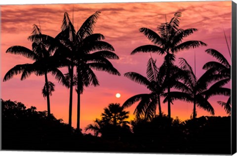 Framed Sunset Through Silhouetted Palm Trees, Kona Coast, Hawaii Print