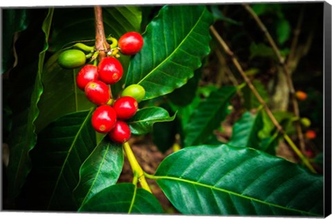 Framed Red Kona Coffee Cherries On The Vine, Hawaii Print