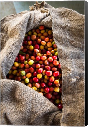 Framed Harvested Coffee Cherries In A Burlap Sack, Hawaii Print