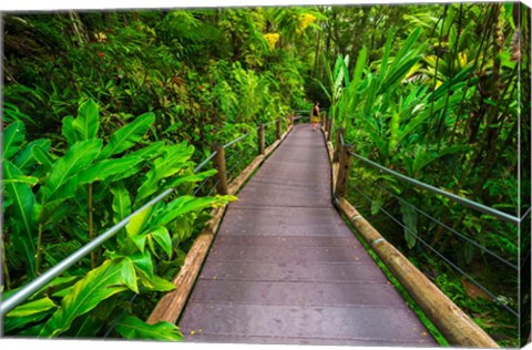 Framed Trail At The Hawaii Tropical Botanical Garden Print