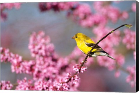 Framed American Goldfinch In Eastern Redbud, Marion, IL Print