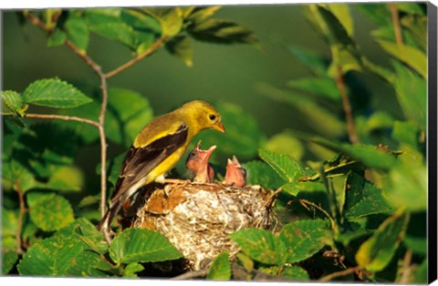 Framed American Goldfinch With Nestlings At Nest, Marion, IL Print