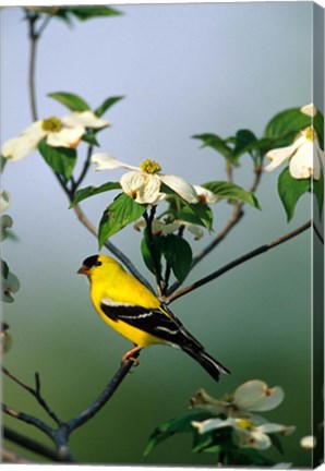 Framed American Goldfinch In A Dogwood Tree, Marion, IL Print