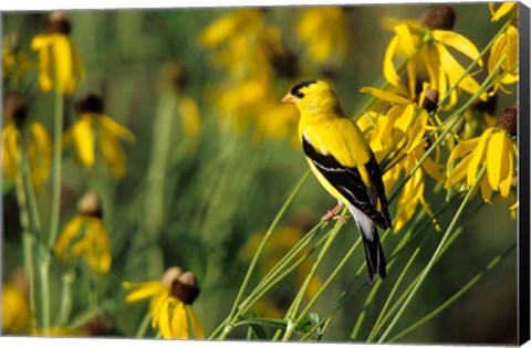 Framed American Goldfinch On Gray-Headed Coneflowers, Marion, IL Print