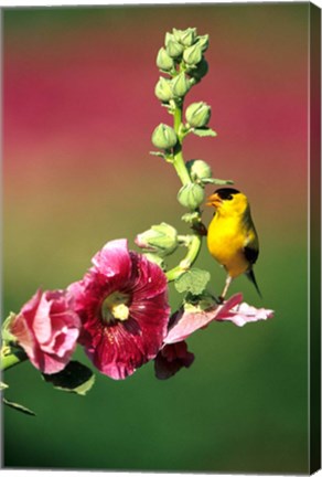 Framed American Goldfinch On Hollyhock, Marion, IL Print