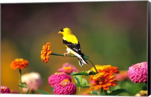 Framed American Goldfinch On Zinnias, Marion, IL Print