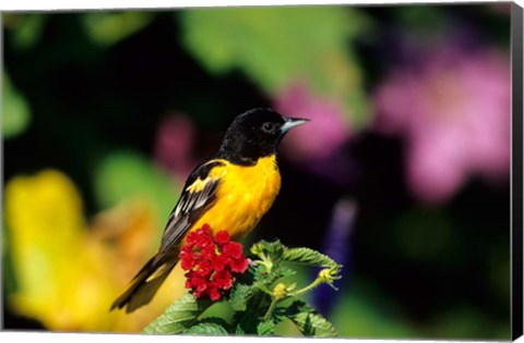 Framed Baltimore Oriole On Lantana, Marion, IL Print