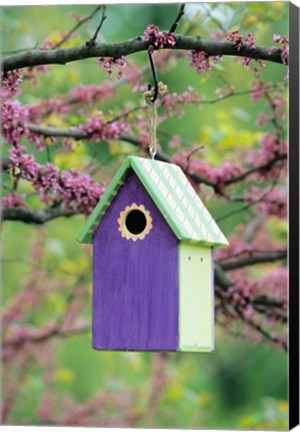 Framed Bird House In Eastern Redbud, Marion, IL Print