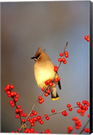 Framed Cedar Waxwing In Common Winterberry, Marion, IL Print