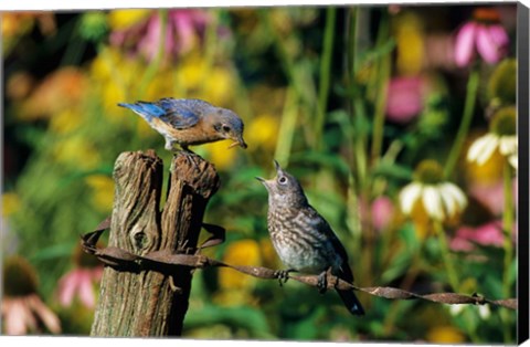Framed Eastern Bluebird Feeding Fledgling On Fence Print