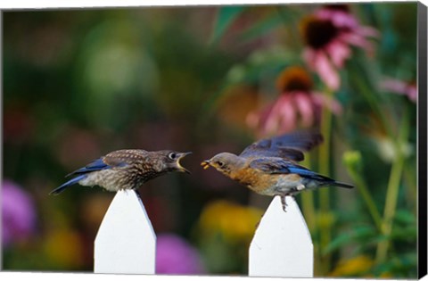 Framed Eastern Bluebird Feeding Fledgling  A Worm, Marion, IL Print