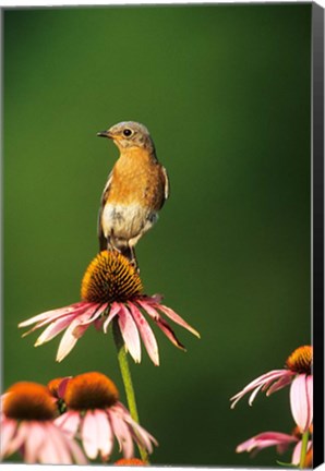 Framed Eastern Bluebird On Purple Coneflowers, Marion, IL Print