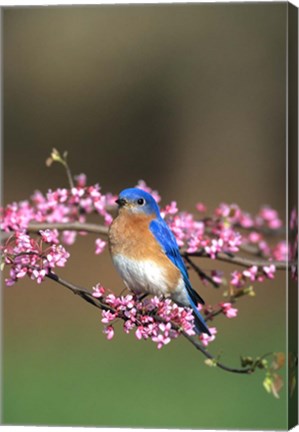 Framed Eastern Bluebird In Redbud Tree, Marion, IL Print