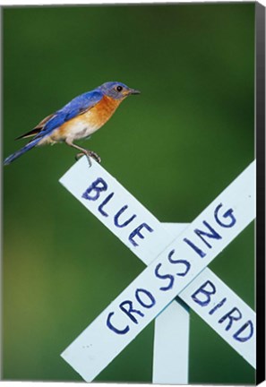 Framed Eastern Bluebird On Crossing Sign, Marion, IL Print