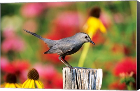 Framed Gray Catbird On A Fence Post, Marion, IL Print