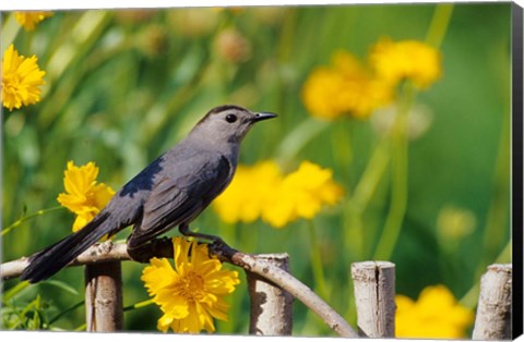 Framed Gray Catbird On A Wooden Fence, Marion, IL Print