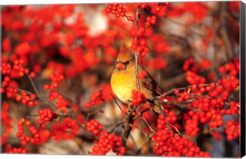 Framed Northern Cardinal In Common Winterberry Marion, IL Print