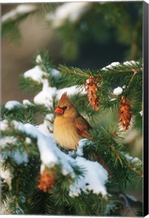 Framed Northern Cardinal In A Spruce Tree In Winter, Marion, IL Print