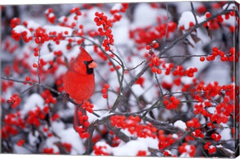 Framed Northern Cardinal In The Winter, Marion, IL Print