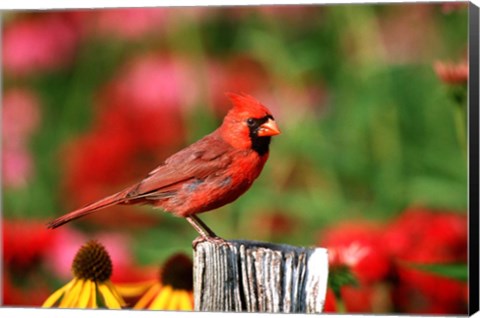 Framed Northern Cardinal On A Fence Post, Marion, IL Print