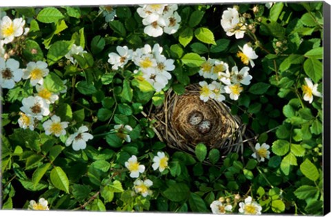 Framed Song Sparrow Nest With Eggs, IL Print