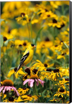 Framed American Goldfinch On Black-Eyed Susans, Illinois Print