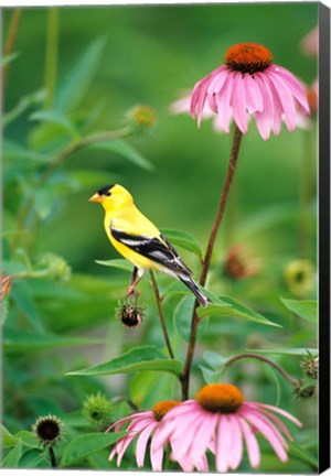 Framed American Goldfinch On Purple Coneflower, Illinois Print