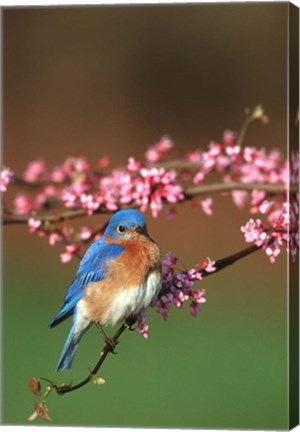 Framed Eastern Bluebird N Redbud Tree In Spring, Illinois Print