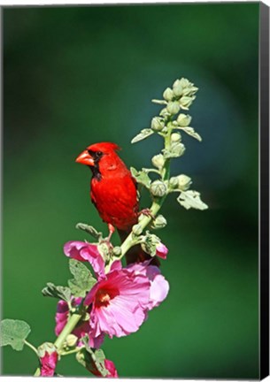 Framed Northern Cardinal On Hollyhock, Illinois Print