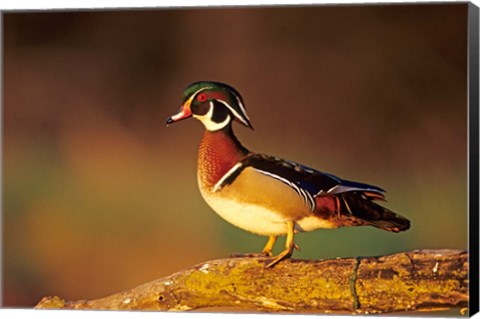 Framed Wood Duck  On A Log, Illinois Print