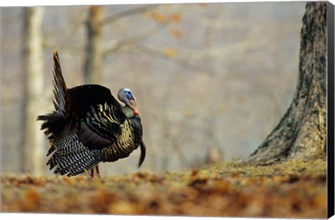 Framed Eastern Wild Turkey Strutting, Illinois Print