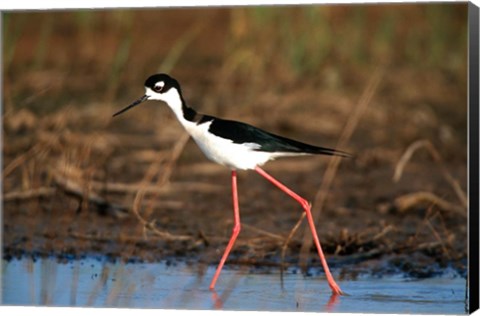 Framed Black-Necked Stilt, Illinois Print